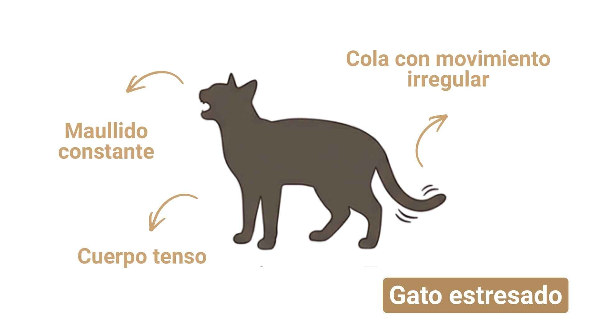 gato estresado